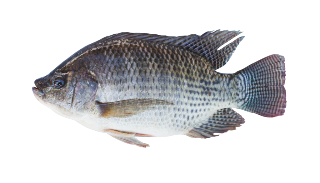 Tilapia