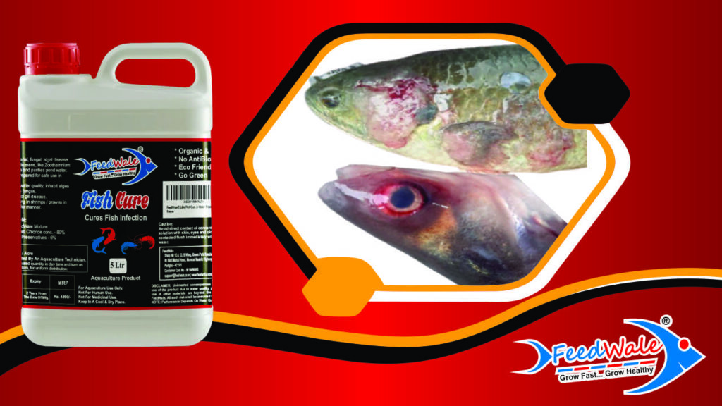 FeedWale Fish Cure 5 Litre